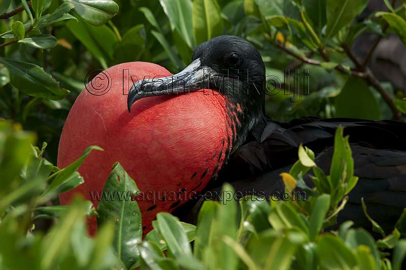 pajaro fragata venezuela